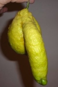 lemon.jpg