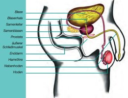 Prostata0001.jpg