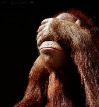 facepalm-orang-utan.jpg