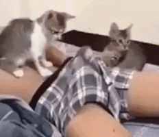 GIF-boxers-boner-playing-pussies.gif