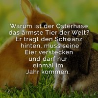 osterhase.jpg