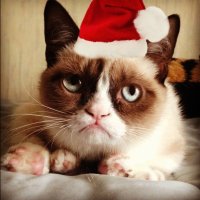 grumpy-cat-christmas-hat-wallpaper-3.jpg