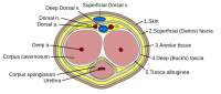 Penis_cross_section.svg.png