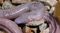 Brazil-Penis-Snake-602927.jpg