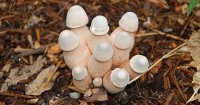 penis-mushroom-purpose-featured-1.jpg