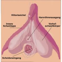 die-klitoris-ist-sehr-empfindlich.jpg