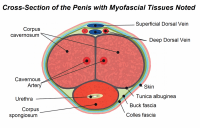 penis-cross-section-myofascial-tissues-1024x659.png