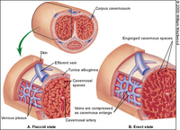 xanatomie-erektion.jpg