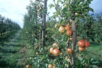 apfel-anbau01_400.JPG