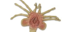 NECA-Foam-Replica-Facehugger-001-928x483.jpg