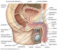 Organs-system.jpg