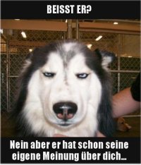 hundi.jpg