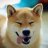 Shiba Inu_84